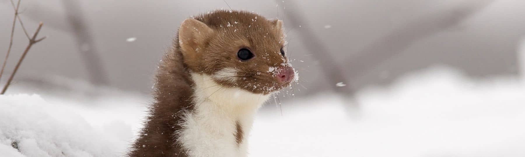 Une fouine pointe sa tête dans un tapis de neige.