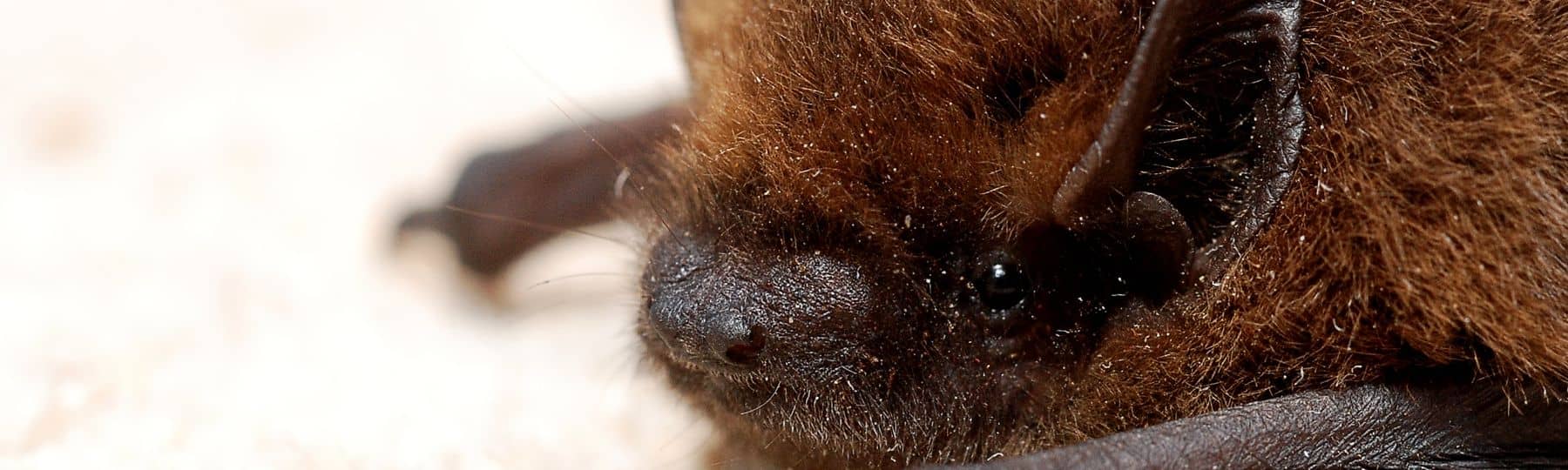 Gros plan sur la tête d'une pipistrelle commune