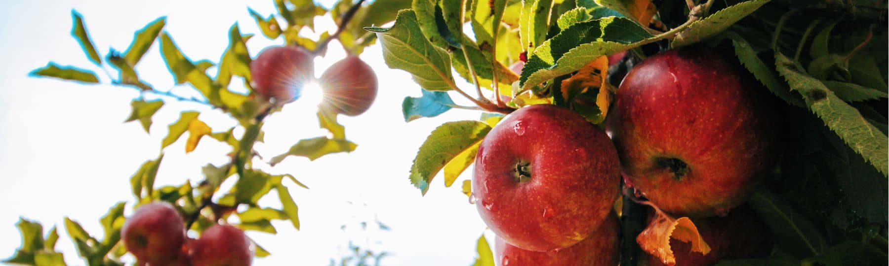 Foto's van appels die aan de takken van een appelboom hangen