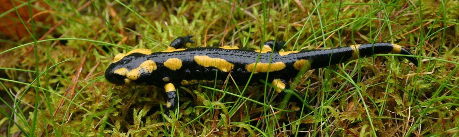 Une salamandre sur un tapis de mousse.