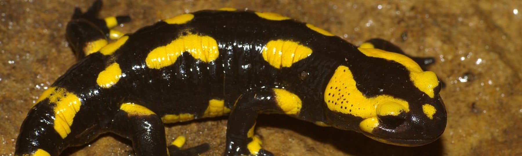 Foto van een zwarte salamander met gele vlekken