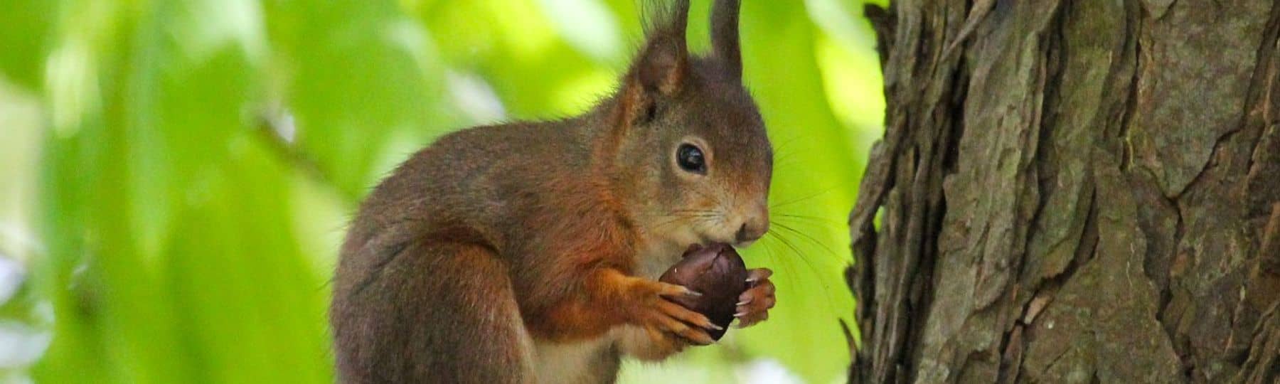 Ecureuil roux sur une branche 