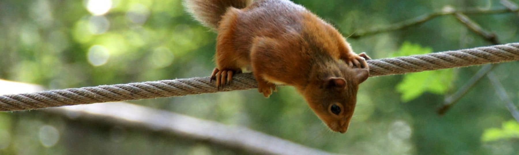 Photo d'un écureuil suspendu à une corde tendue.