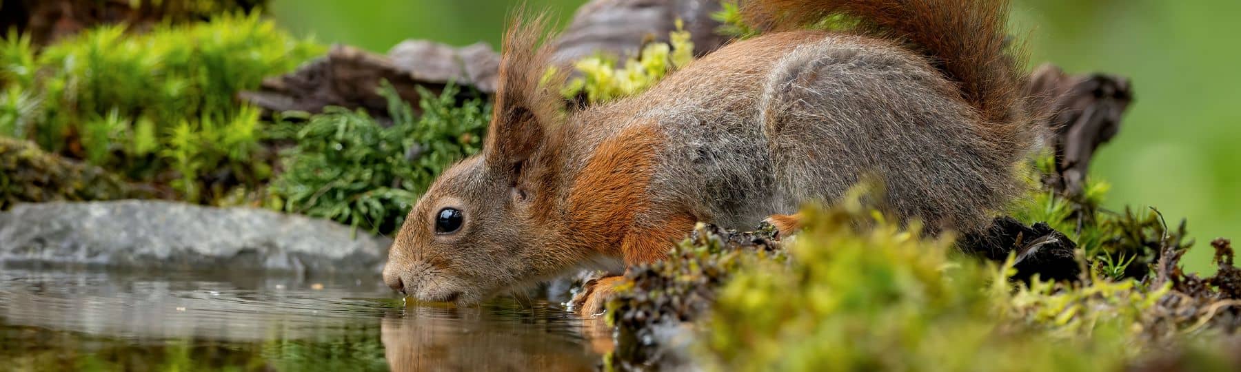Foto van een eekhoorn die drinkt uit een natuurlijke vijver.