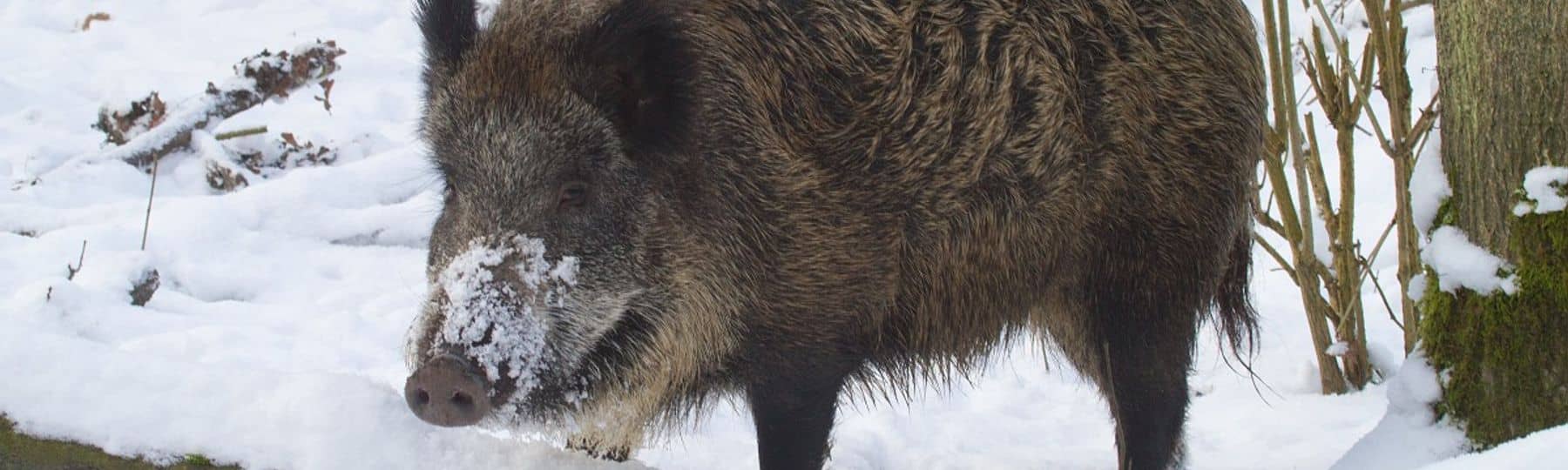 Volwassen everzwijn in een besneeuwd bos 