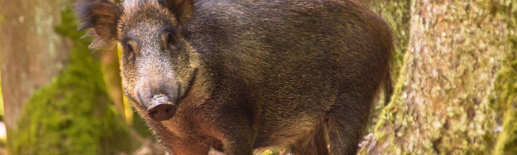 Sanglier adulte se tenant debout derrière un arbre en forêt