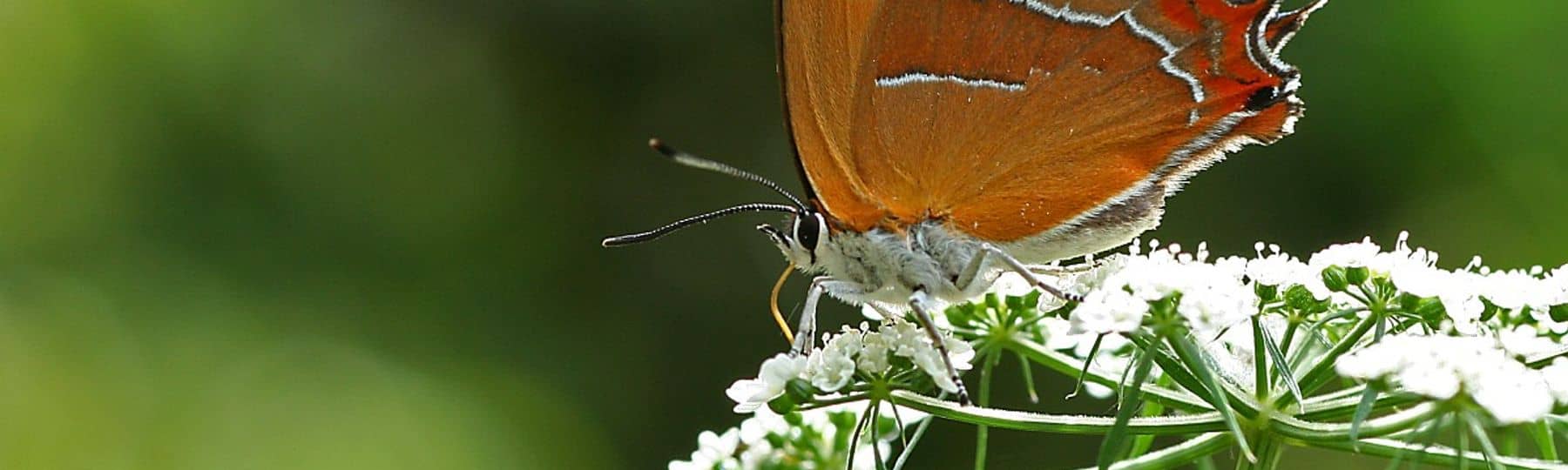 Sleedoornpage op een bloem, vleugels gesloten