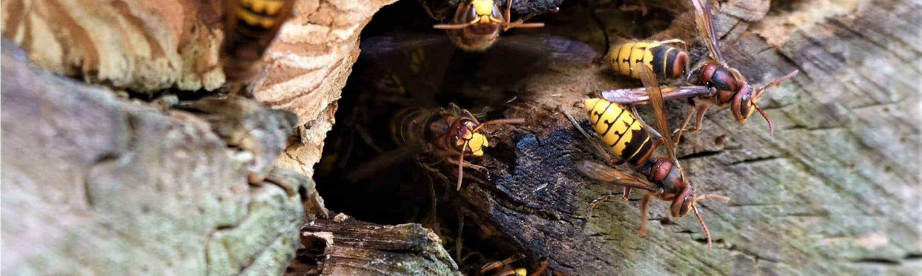 Europese hoornaars komen uit een nest in een boomstronk.