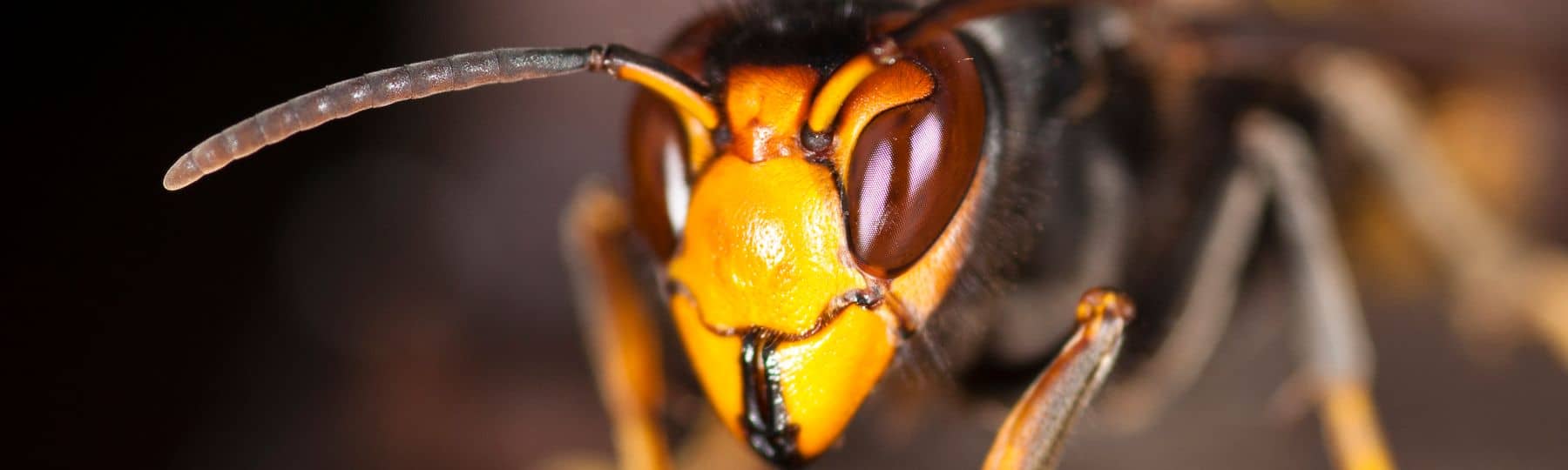 Close-up van een aziatische hoornaars