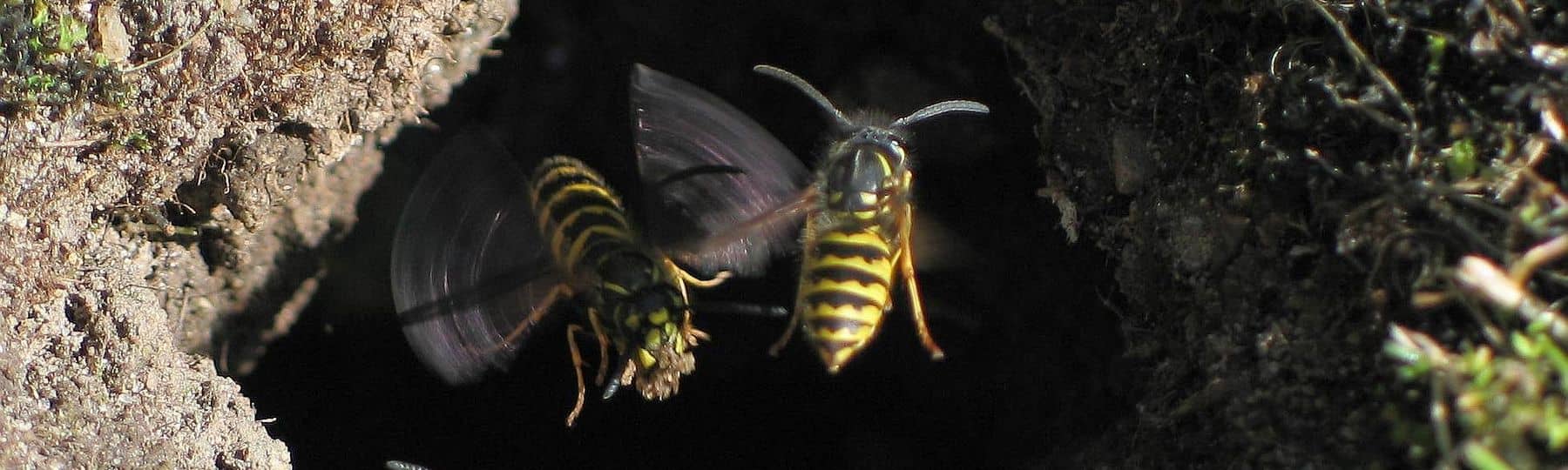 Een ondergronds nest van gewone wespen