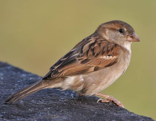 moineau-domestique-house_sparrow.jpg