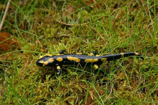 salamandra-salamandra_saxifraga-dirk-hilbers.jpeg